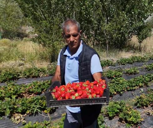 Hobi olarak çilek yetiştiriciliğine başladı, hibe desteğiyle üretim alanını artırdı/Ek fotoğraf