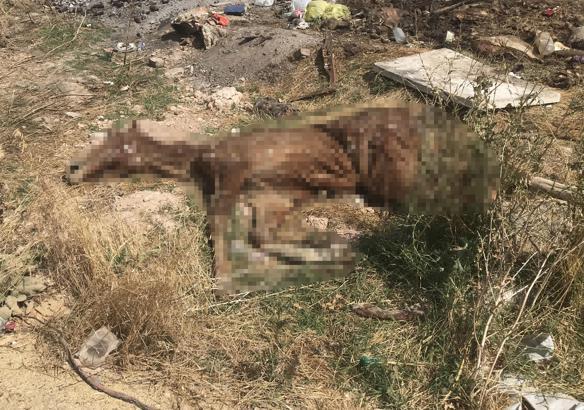 Bolvadin’de açık alandaki hayvan ölüleri tepki çekti