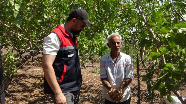 Gercüş’te fıstık ve üzümün arasına safran ekti, verimi görünce üretimi büyüttü