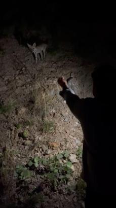 Uludağ yoluna inen tilkiyi etle beslediler
