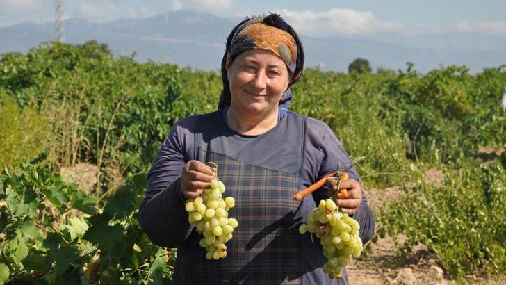 Gaziantep'te sofralık üzüm hasadı başladı