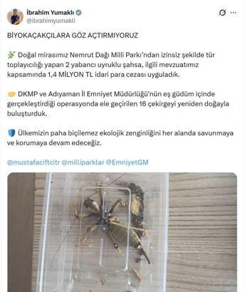 Nemrut Dağı'ndan çekirge toplayan 2 kişiye 1,4 milyon lira ceza