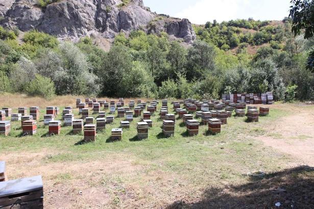 Ordu’da bal hasadına başlandı