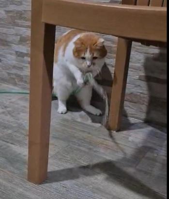 Kedi ‘Balım’, patisiyle hortumu kaldırıp su içti