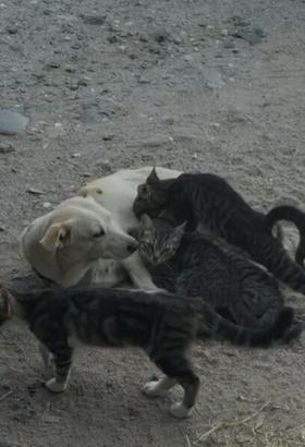 Köpek, kedi yavrularını emzirirken görüntülendi
