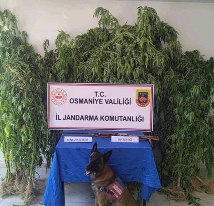 Osmaniye'de 128 şüpheli yakalandı