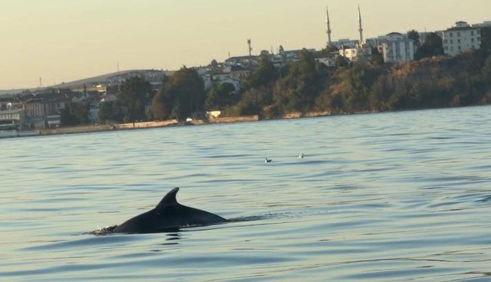 Tekirdağ açıklarında yunuslar tekneye eşlik etti
