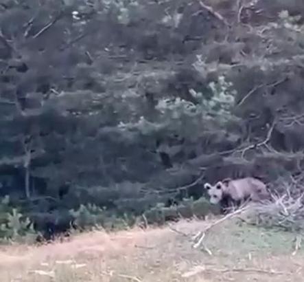 Tokat’ta çoban, karşılaştığı yavru ayıyı görüntüledi