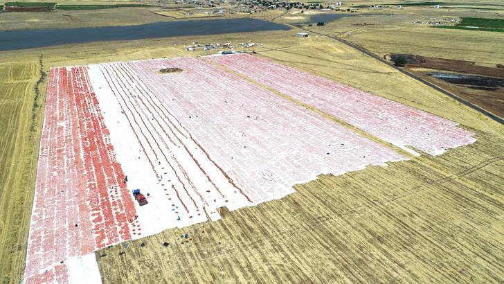 Karacadağ’ın domatesleri dünya sofralarına lezzet katıyor