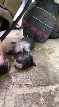 İtfaiye erlerinden, alevlerin arasından kurtardıkları kediye oksijen tedavisi