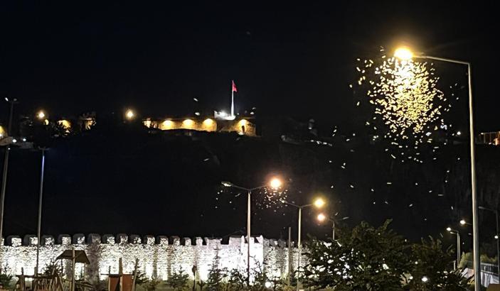 Kelebeklerin 'ölüm dansı' görüntülendi