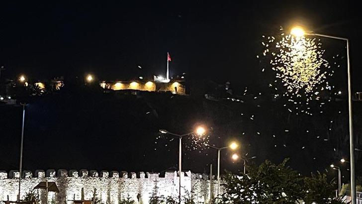Kelebeklerin 'ölüm dansı' görüntülendi