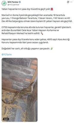 Manisa'da 61 yaban hayvanına el konuldu