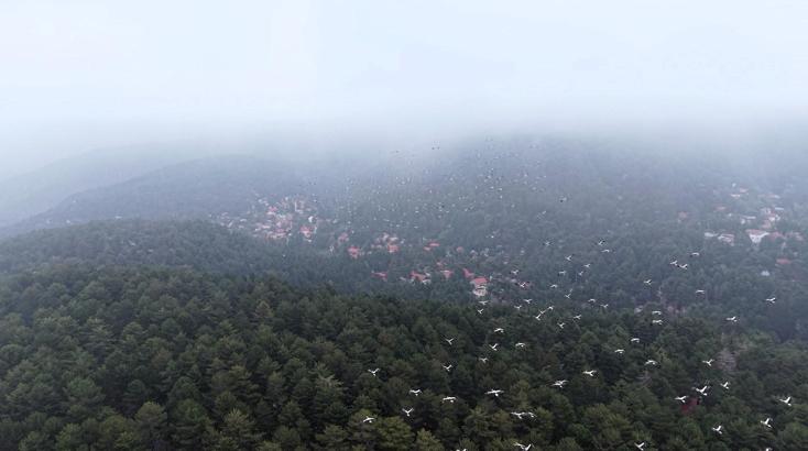 Göç yolundaki leylekler, Amanos Dağları'nda dron ile görüntülendi