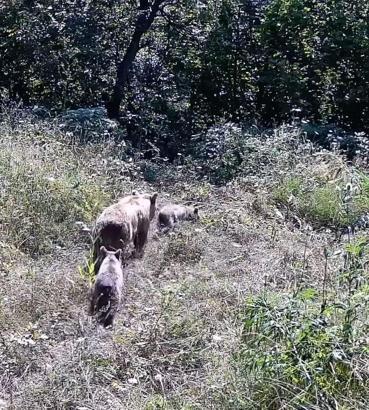 Tarlasına kurduğu fotokapanla yaban hayatını görüntüledi