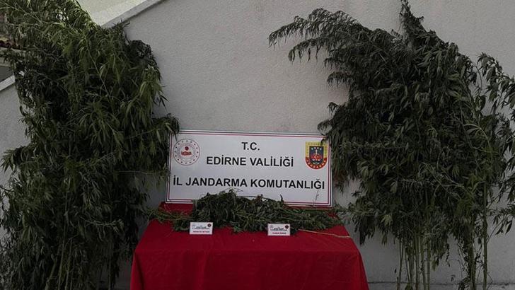Kamu arazisinde yetiştirdiği Hint kenevirlerini sularken yakalandı