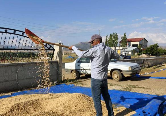 Adana’da nohut hasadı için biçerdöverler tarlalara girdi