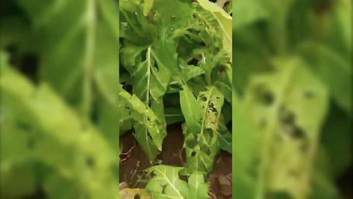 Adıyaman'da dolu yağışı; ekili araziler zarar gördü