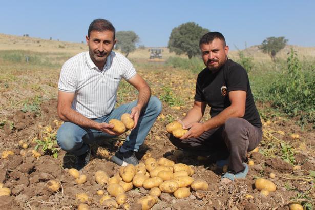 Patatesin tarladaki kilo fiyatı 10, pazar ve marketlerde 40 lira