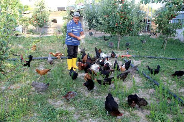 Çocukluk hayali için esnaflığı bıraktı, 20 yıldır kanatlı hayvan üretiyor