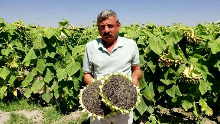 Kayseri’de geçen yıl don ve kuraklık nedeniyle rekoltede düşüş yaşanan ayçiçeğinde hasat başladı