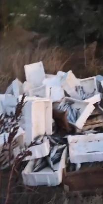 Arnavutköy'de kasalar dolusu bozuk balığı araziye döktü; 40 bin lira para cezası kesildi