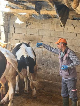 Bor’da şap aşısı seferberliği