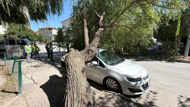 Park halindeki otomobilin üzerine ağaç devrildi