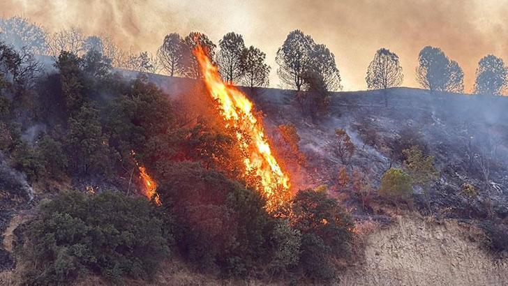 Manisa’da maki yangını