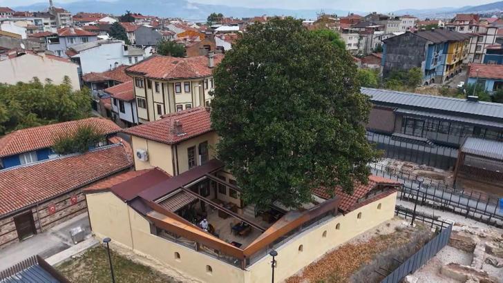 Kökleri 3 asra, hatırası Zeki Müren’e uzanan manolya ağacının altında vefa nöbeti
