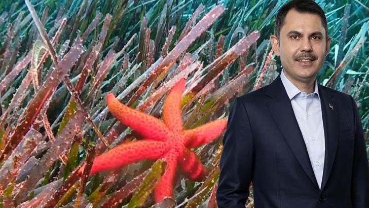 Bakan Kurum: Deniz çayırlarını yeniden güçlendiriyoruz