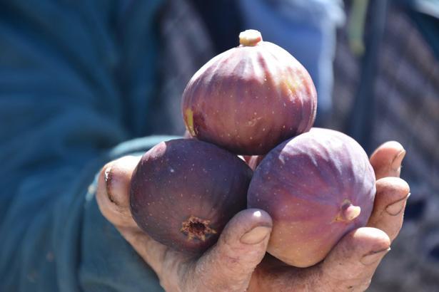 Demirci'de siyah ve sarı incirde hasat mesaisi başladı