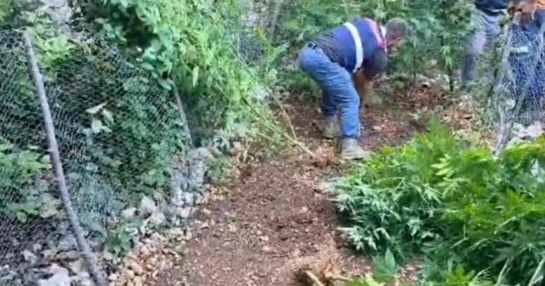 Hatay'da 371 kök kenevir ele geçirildi