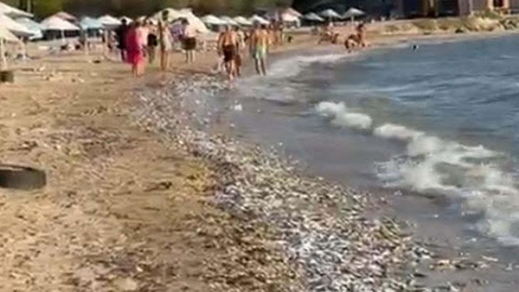 Milas’ta toplu balık ölümüne inceleme