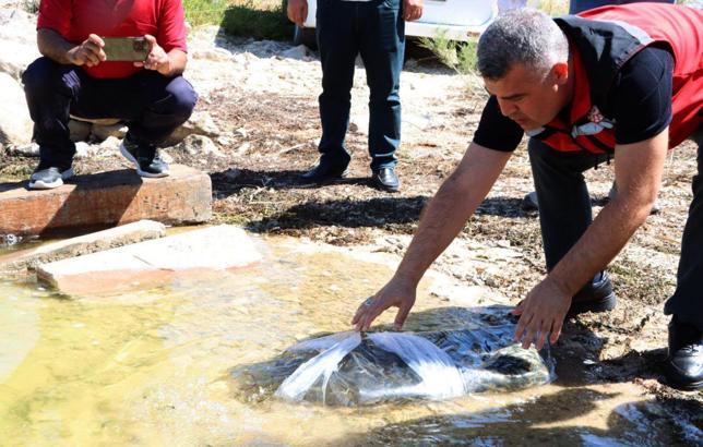 Gaziantep’te baraj ve göletlere 40 bin yavru balık bırakıldı