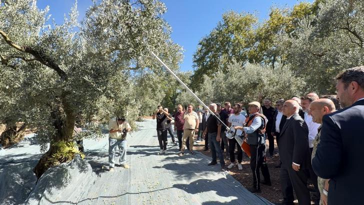 Gemlik zeytininin hasadı şenlikle başladı