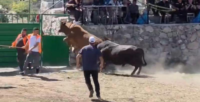 Güreşten kaçan boğa, demir kapıdaki boşluktan arenanın dışına atladı
