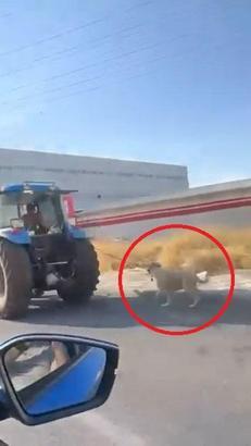 Köpeği traktöre iple bağlayıp koşturdu