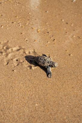 Didim’de caretta caretta yuvalarından yavru çıkışları tamamlandı