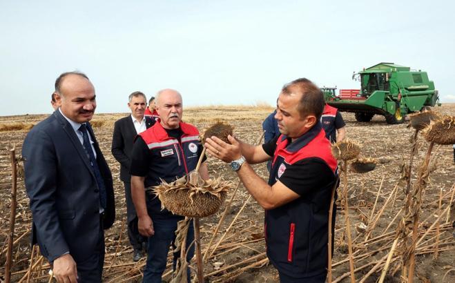 Kuraklıktan etkilenen ayçiçeğinde 3 farklı ekim yöntemi deneniyor