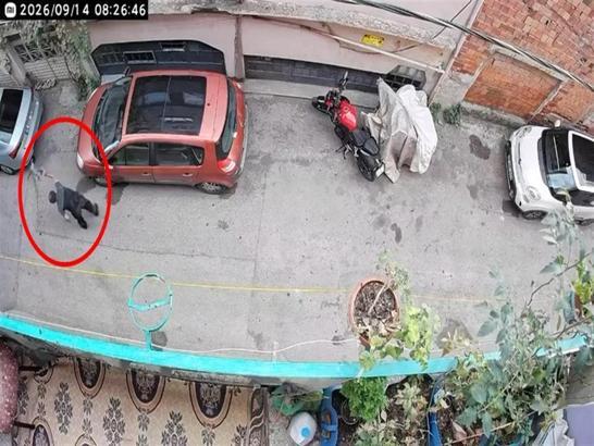 Bursa'da kucağındaki kediye şiddet uygulayan şüpheli yakalandı