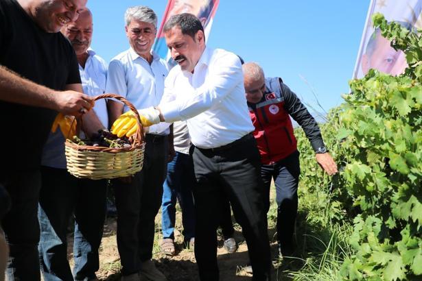 Hatay'da üzüm hasadı başladı; 85 bin ton rekolte bekleniyor