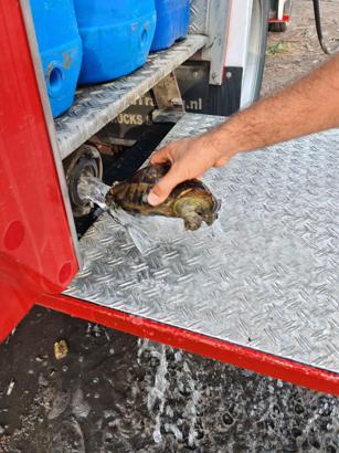 Alevlerin arasında kalan 11 kaplumbağa, itfaiye ekiplerince kurtarıldı