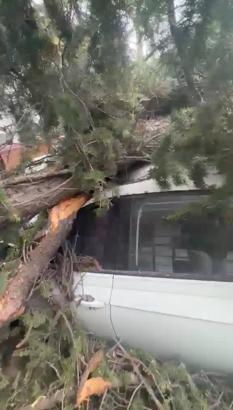 Maltepe’de kesilen ağaç 2 otomobilin üzerine devrildi