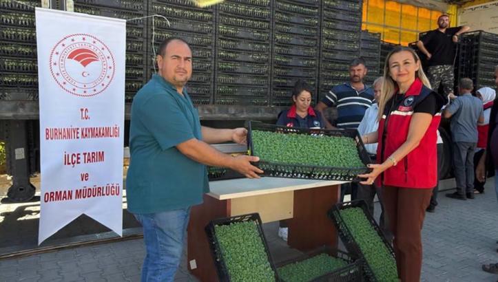 Burhaniye’de üreticiye 300 bin 300 marul fidesi