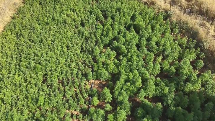 Diyarbakır'da 217 bin 608 kök kenevir ve skunk ele geçirildi