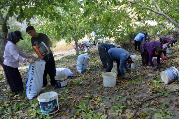 AB tescilli Çağlayancerit cevizinde hasat başladı
