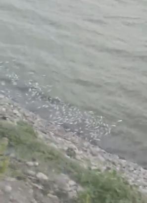 Pamukçay Barajı'nda toplu balık ölümü