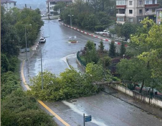 Bartın'da kuvvetli rüzgar; ağaçlar devrildi