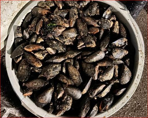 Durdurulan araçta 650 kilo bozuk midye ele geçirildi